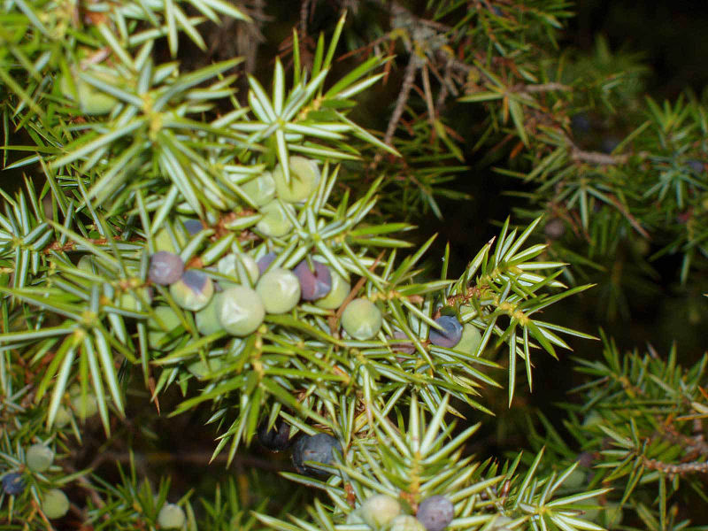 Juniperus communis, Spomenik prirode Slapovi Sopotnice, Srbija (52)
