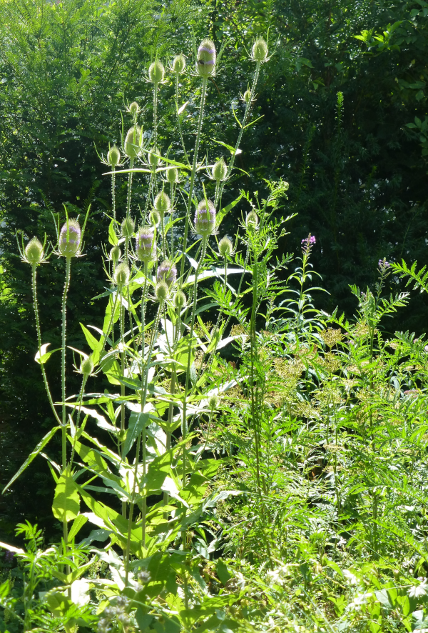 Mehere Karden am selben Standort