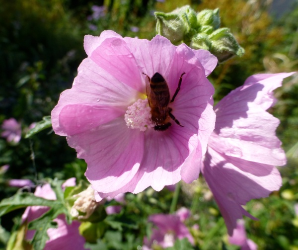 Rosnemalvenblüten mit Biene